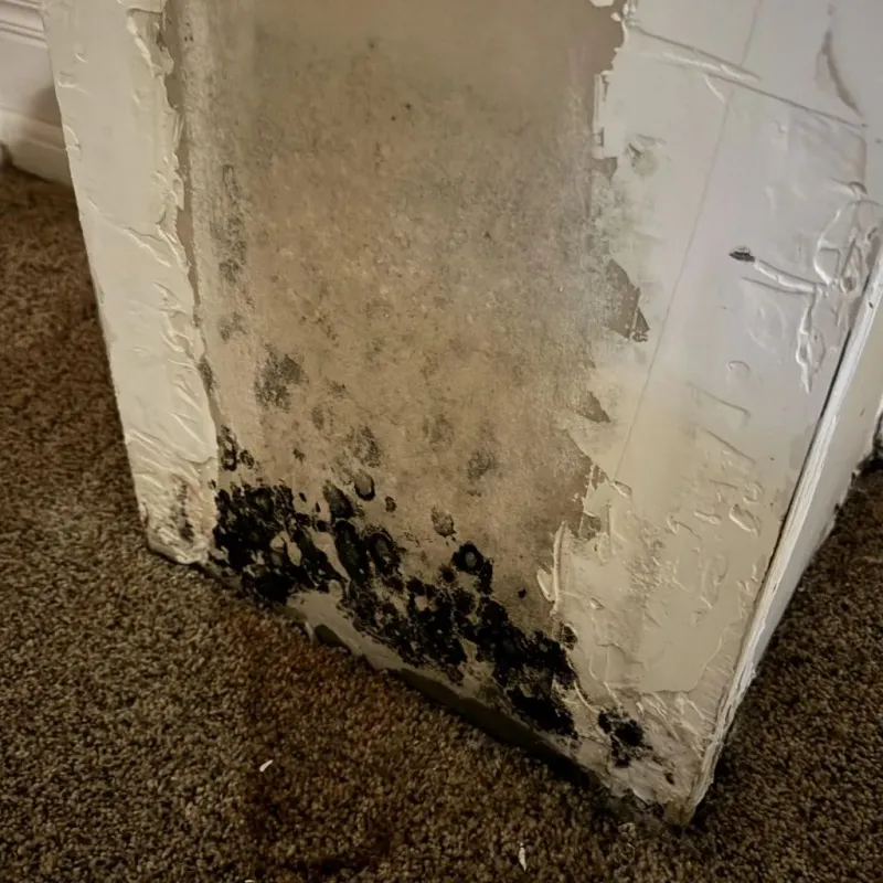 Professional Mold Removal in Elizabethton, TN